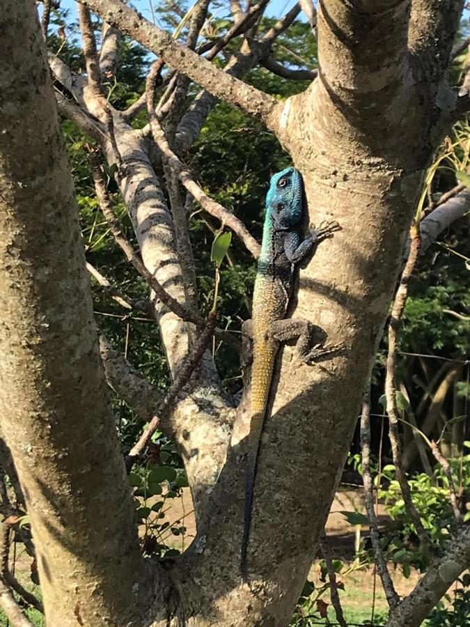 Kingfishers Khaya Sodwana Bay Zewnętrze zdjęcie